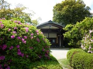 つつじと新緑が咲き始めた柳澤文庫前庭の写真