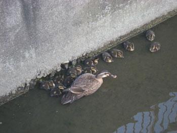 12匹の赤ちゃんをつれたカルガモの親子水路の水に浮いている写真