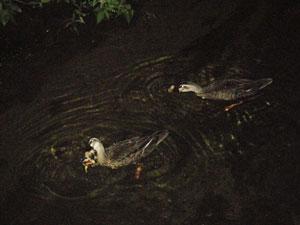 池で2匹のカルガモが並んで泳いでいる写真