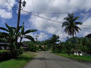 両脇にヤシの木などが植えられている道路と木の隙間から民家が見える住宅地の写真