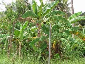 バナナやココナッツなどの木々が生い茂る写真