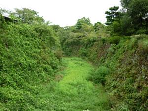 緑色の雑草で内堀が埋め尽くされてしまっている様子の写真