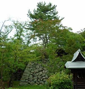 天守台の石垣の上に生えている松の木々の様子の写真