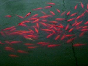 養殖池で泳ぎ回っている金魚たちの様子の写真