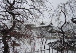 雪が積もった木々の背後に建物が写っている写真