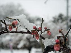 雪が乗っている梅の花の写真