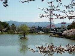 鷺池周辺の桜の写真