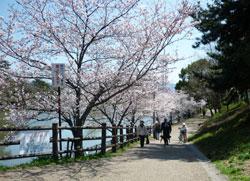 遊歩道にさく桜並木の写真