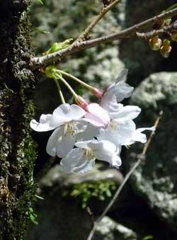 桜の花のアップの写真