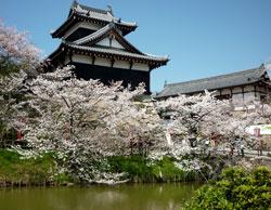 追手門と追手向櫓付近の満開に広がる桜の写真