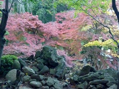 ピンク色に色づいている庭園の木々の様子の写真