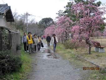 梅が咲く道を歩く人々の写真