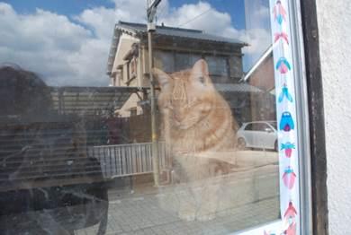 窓辺の茶色い猫の写真