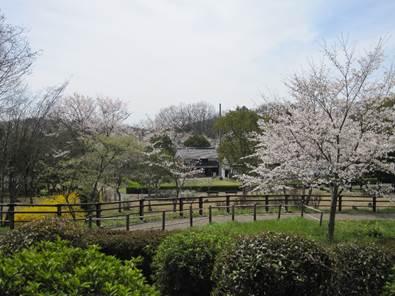 桜が咲く大和民俗公園の写真