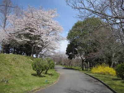 道沿いに咲く桜の写真
