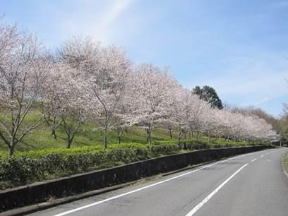 道沿いの満開の桜並木の写真