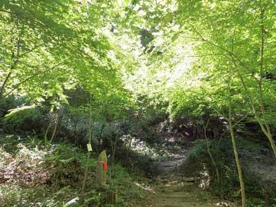青く生い茂る山道の木漏れ日の写真