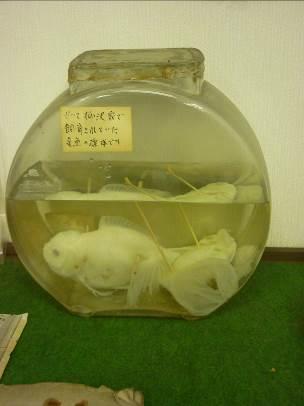 瓶に入った金魚の標本の写真 かつて柳澤家で飼育されていた金魚の標本。さて、どこにあるのでしょうか。