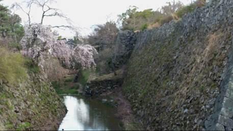 郡山城のお堀に咲く桜の写真