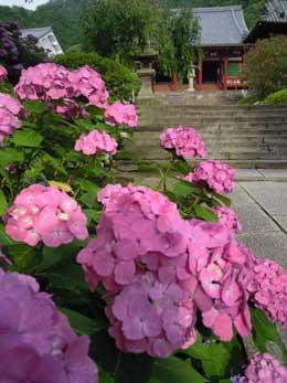 たくさんのピンクの紫陽花越しに矢田寺を撮影した写真