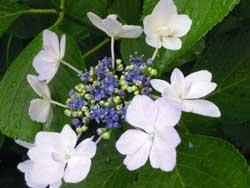 白い花の紫陽花のアップの写真