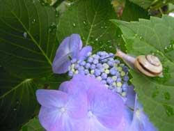 青紫の紫陽花と葉の上にいたカタツムリの写真