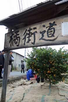 橘街道と書かれた木製の看板と、みかんの木の写真