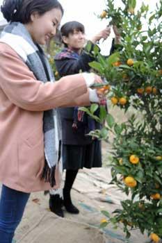 大和橘の実を笑顔で収穫する女性の写真