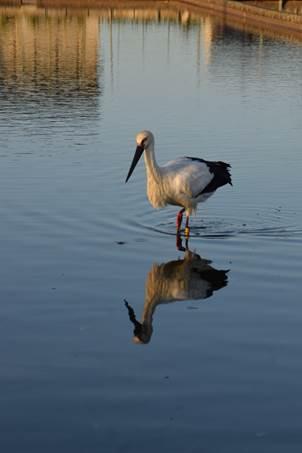 水に足をつける鳥の写真