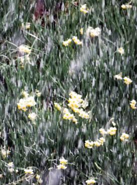 水仙の花に降る雪の写真