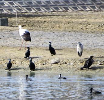水辺に集まる鳥の写真