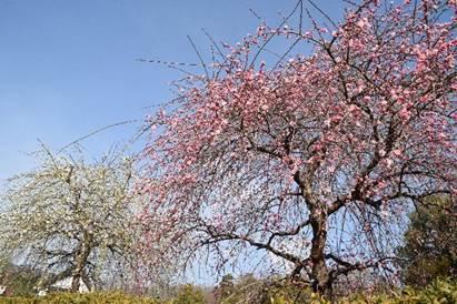青空の下、紅白それぞれの梅の花を咲かせた二本の木が立ち並んでいる写真