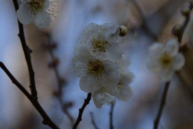 白い梅の花のアップの写真