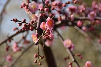 ピンクの梅の花とつぼみの写真