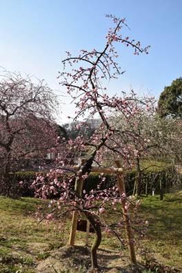 ピンクの花を咲かせながら、青空の中一本そびえたつ梅の木の写真