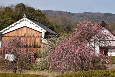 民家に咲く梅の花の写真