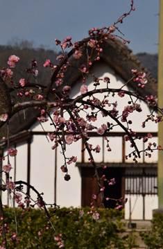 白い土蔵を背景に、ピンクの梅の花が咲いている写真