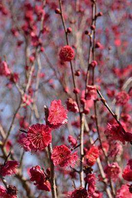 ピンク色の花やつぼみをつけて伸びる、梅の枝の写真