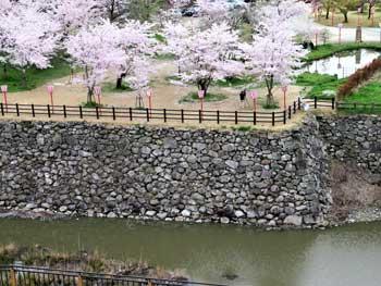城の石垣と石垣の上に咲く満開の桜の写真