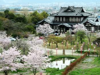 城址会館と満開の桜花の遠景の写真