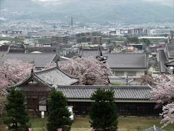 瓦屋根の建物と桜を遠方からみた写真