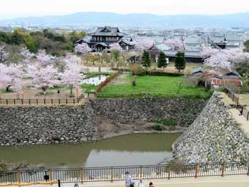 石垣と桜の遠景の写真