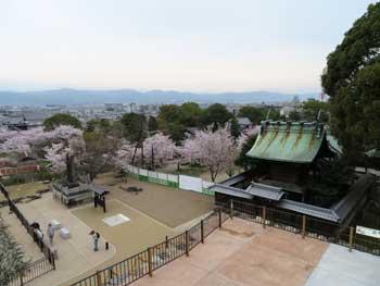 高地から城内と桜を写した写真