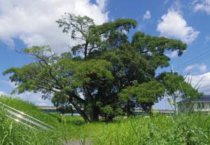 野原に生える栴檀の木の写真