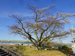 広場に生える冬の栴檀の木の写真