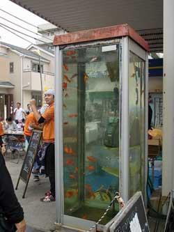 電話ボックスを改造した大型水槽の中を、金魚が泳いでいる写真
