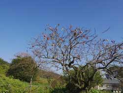 青空の下枝を広げる柿の木の写真