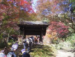 紅葉に囲まれる東明寺鳥居の写真