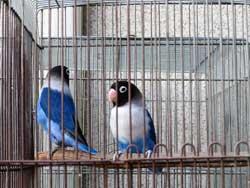 青と白の羽に、黒い頭をした二匹の鳥の写真