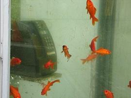 灰色の電話機とその周りを泳いでいる赤い金魚の写真
